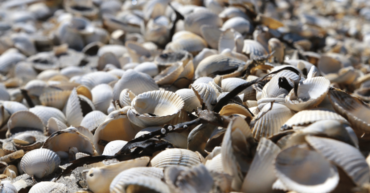 Towards a blue bioeconomy research agenda | JPI Oceans